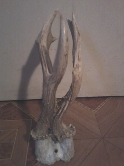 nasiel som pri liscie nore