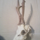 uhyn 27,7cm 26,8cm
