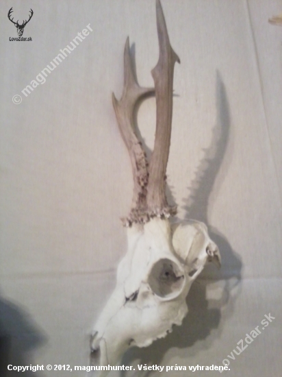 uhyn 27,7cm 26,8cm
