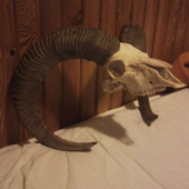 Kamarátov muflón