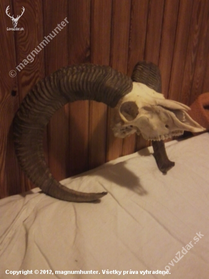 Kamarátov muflón