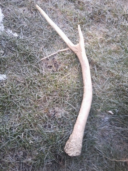 Dakujem... LESU ZDAR!!!