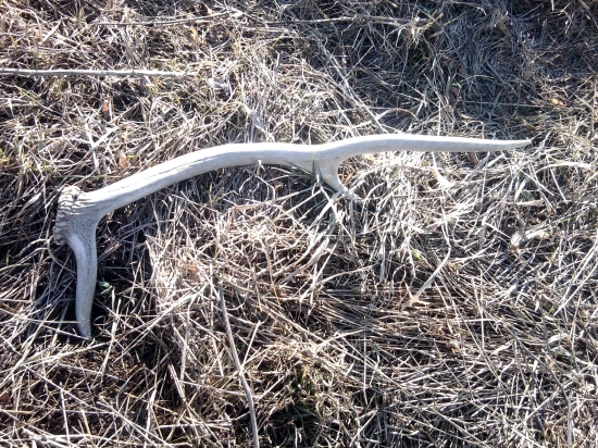 V rannich lucoch :))