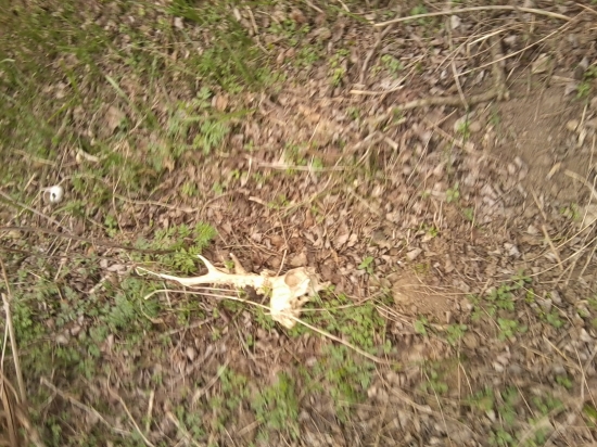 Skončil krátky život :(((