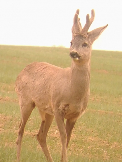 Ti si kto ?!  ...Nepocujem...