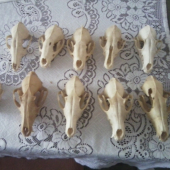 Pre szarkag1