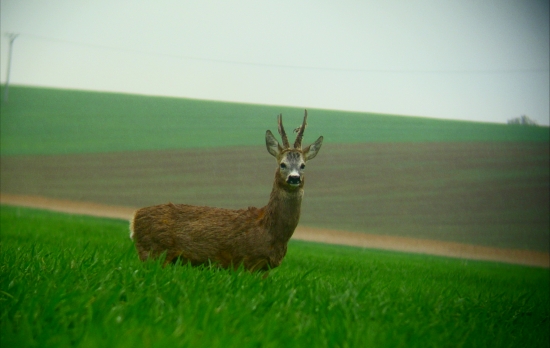 Starec mas uz len den :))