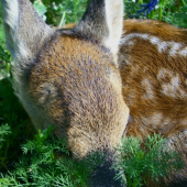 Som zamaskovany ...Ked ja ho nevidim urcite ani on ma nevidi ... :DDD