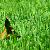 Také parožie by som aj ja skryl pred polovnikom :)))