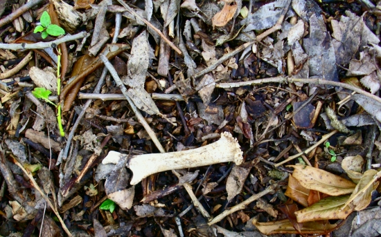 Teraz toto je spicer,vydlak alebo sestorak ??? :)))