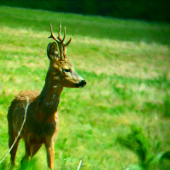 Chovny ci vyrad ?!?!?!