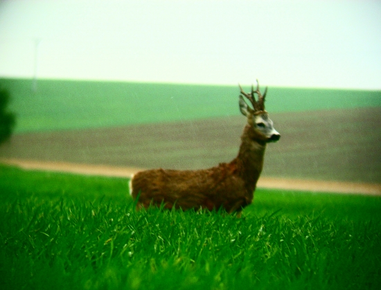 Tuto strážiim ja :))))