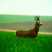 Tuto strážiim ja :))))