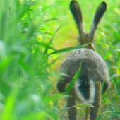 Neboj, nemam brokovnicu :)))