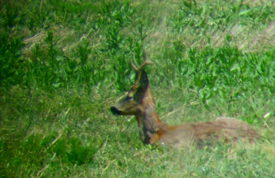 Siesta