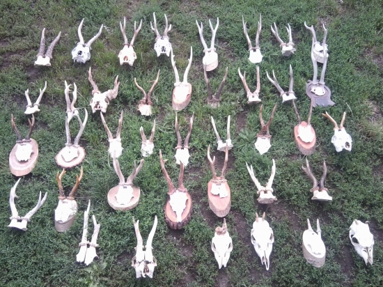 Od gombickara po 399g