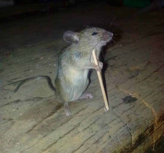 Ťažký dedinský život pastiera Myša :D