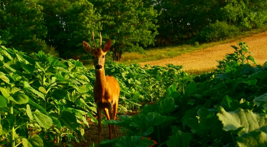 Keď cítiš jeho dych