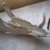 Pre Fehir   prirovnany k 8x57 js