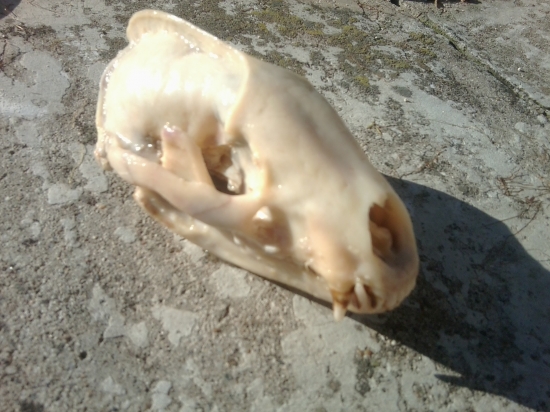 Jazvec vs. Auto (0:1)