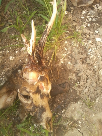 Raritka pred úpravou