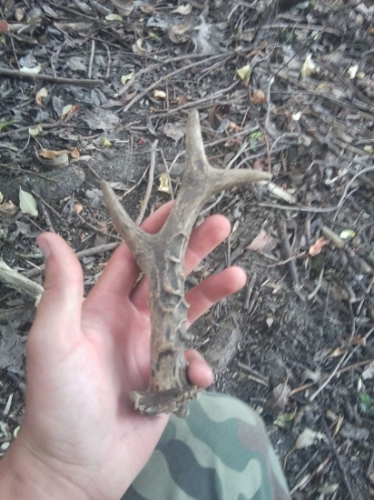 Nasiel som ho v trstine ...