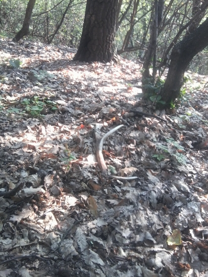 Rok čakal na mna v lese ...