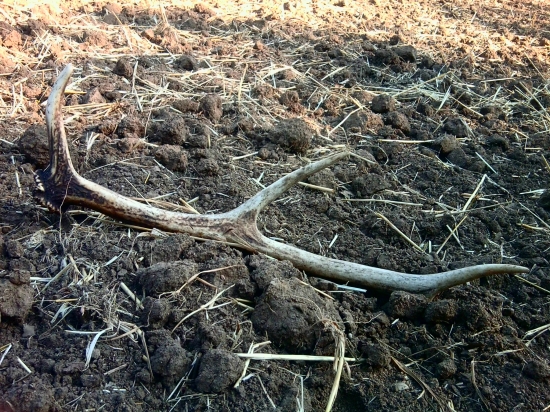 mladucky ale volako cudny