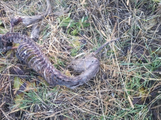 Prvy pohlad vcerajsieho srnceka ...