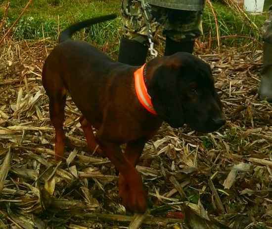 Dobry pomocnik pri dohladavke