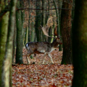 ...skrývajúci pán...