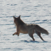 čo bojiš nemám pušku ......zatial  :D