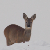 Niečo vidim,ale nič necitim ...