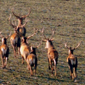 Aspoň na jar môžem niečo zbierať