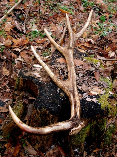 Aha co tam leziiii ?