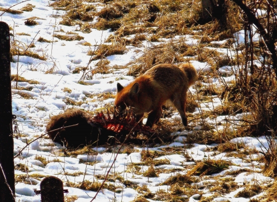 Jeden umrie,druhý prežije ...