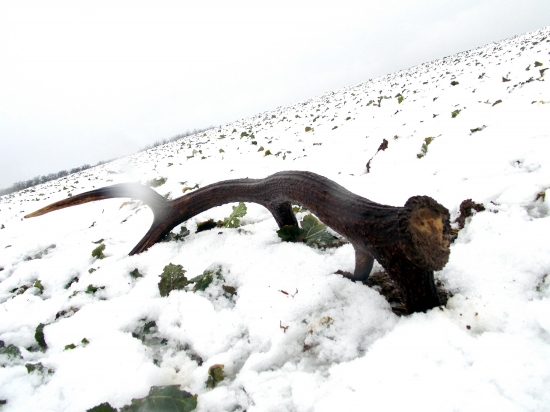 Cakal na mna na repke :D