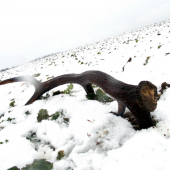 Cakal na mna na repke :D