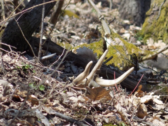 Viac som ani nepotreboval ...