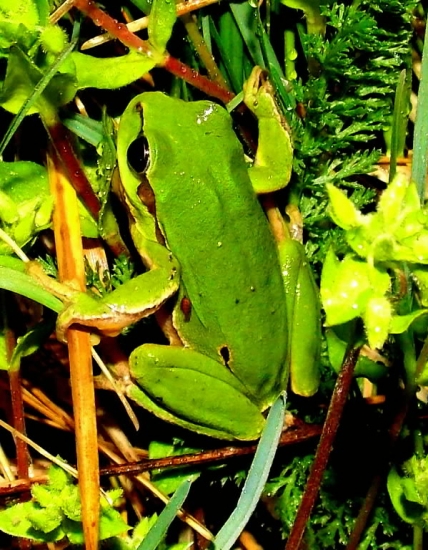 Rosnička zelená (Hyla arborea)