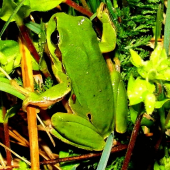 Rosnička zelená (Hyla arborea)
