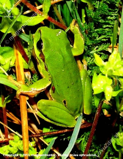 Rosnička zelená (Hyla arborea)