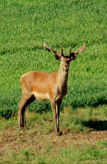 Jelen