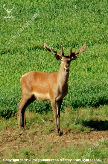Jelen