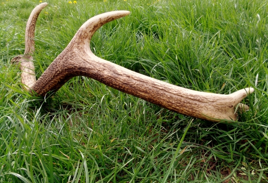 Nečakané prekvapenie na fotolove