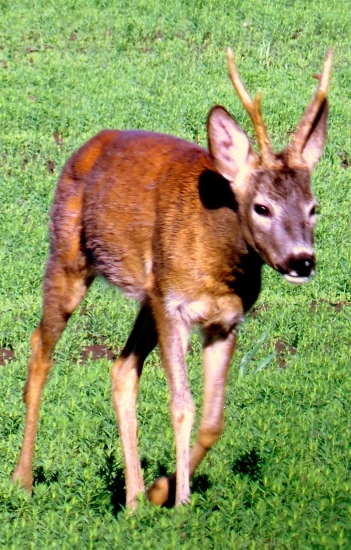 Starý srnček