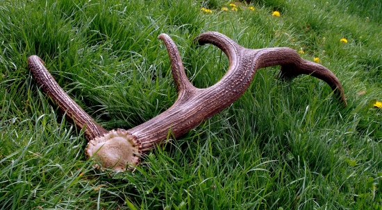 tento rok minuloročný