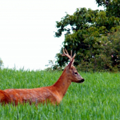 Srnček