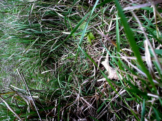 Sťastie na cestičke