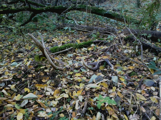 V pralese zabudnutý 12-torák